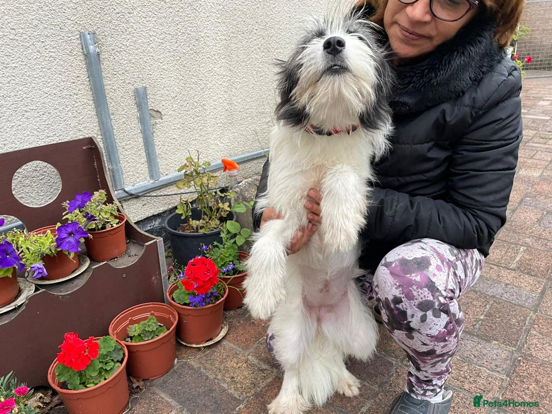 Mixed Breed dogs for adoption: Beautiful & Gentle KATALYA - for a Loving Home - Image 17
