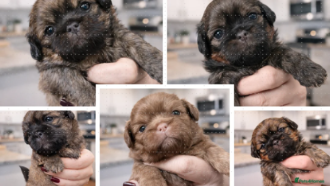 Shih Tzu dogs for sale: Stunning Imperial Shih Tzu Puppies ~ Rare Colours in Esher - Advert 1