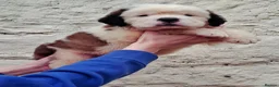 Saint Bernard dogs for sale: Show Quality Saint Bernard's  - Advert 15