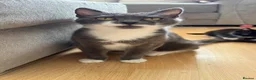 British Shorthair cats for sale: Beautiful kitten  - Advert 2
