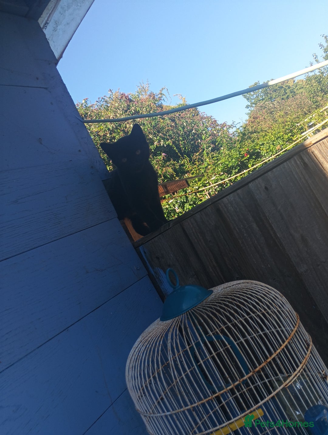 British Shorthair cats for sale: Two free two selling!!!! - Image 3