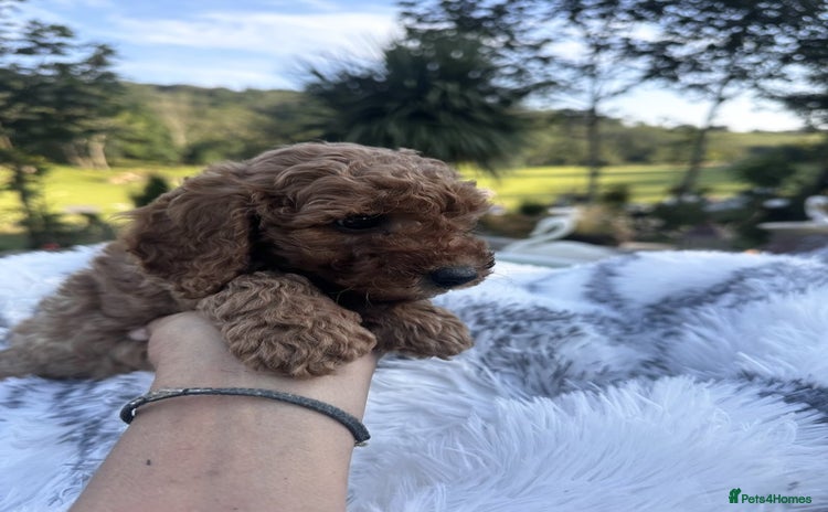 Cockapoo dogs - Advert 1