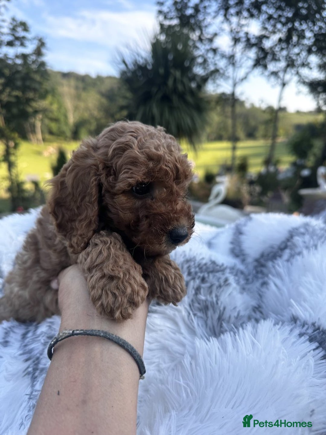 Cockapoo dogs for sale: Lovely Cockapoo puppies Available  - Image 1