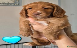 Cockapoo dogs for sale: F1B Cockapoo's - Image 2