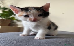 Mixed Breed cats for sale: 4 mixed breed kittens are looking home  - Image 3