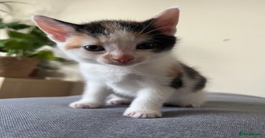 Mixed Breed cats - Advert 12