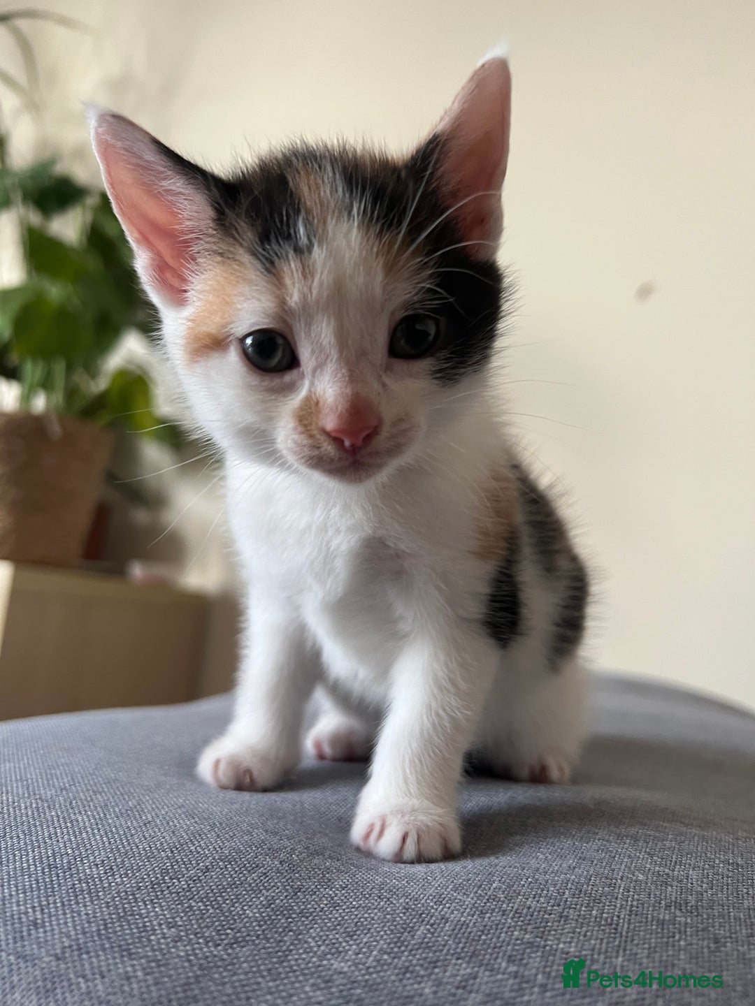 Mixed Breed cats for sale: 4 mixed breed kittens are looking home  - Image 3