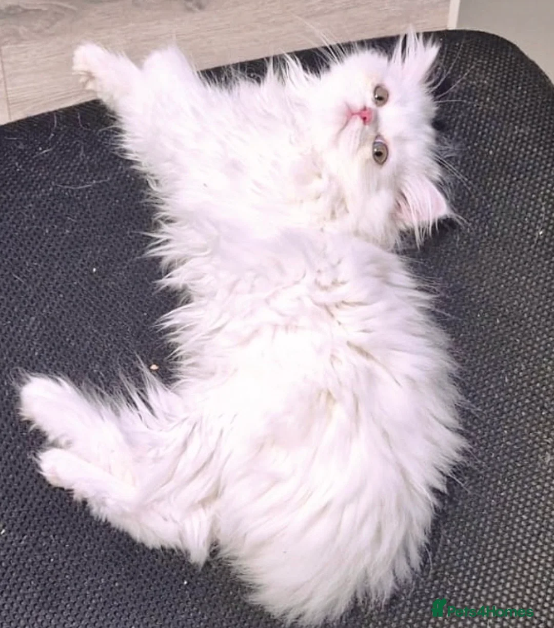 Persian cats for sale: Beautiful White Persian Kitten Fully Vaccinated - Advert 1