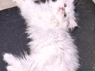 Persian cats Beautiful White Persian Kitten Fully Vaccinated - Advert 1