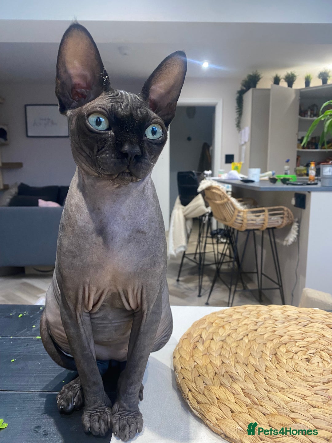 Sphynx cats for sale: Male Sphynx cat for sale 2 years old - Image 13
