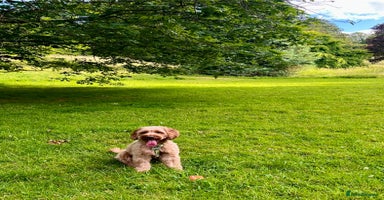 Cockapoo dogs - Advert 4