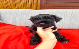 Miniature Schnauzer dogs for sale: Pure bred Miniature Schnauzers Puppies - Image 3