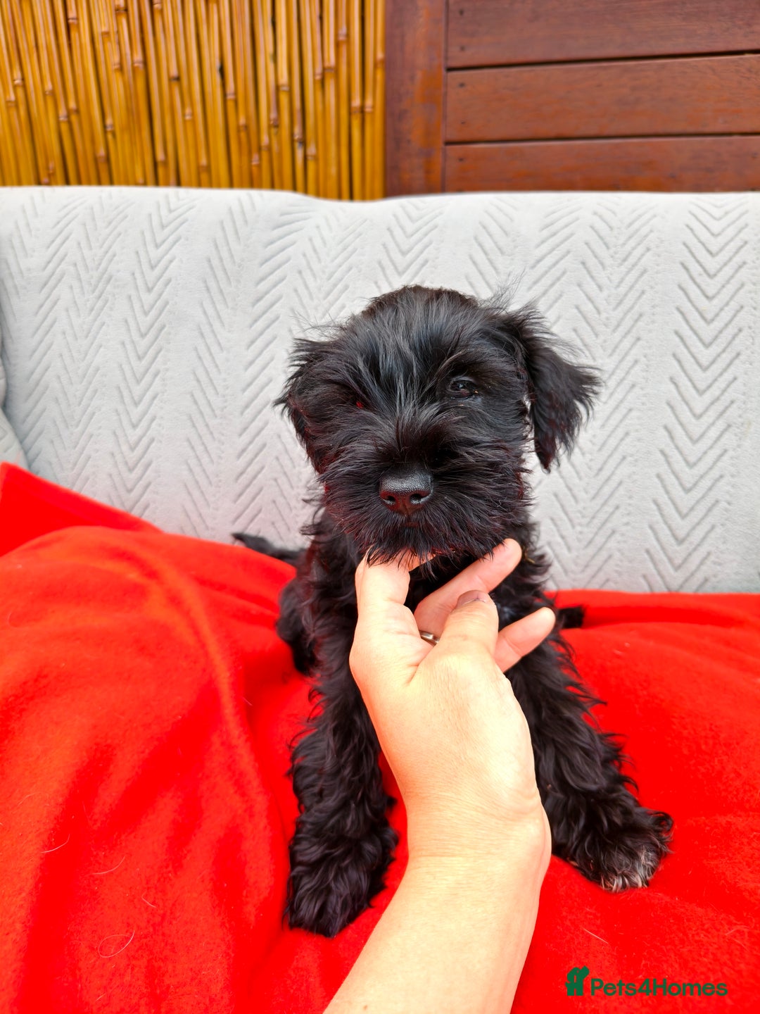 Miniature Schnauzer dogs for sale: Pure bred Miniature Schnauzers Puppies - Image 3
