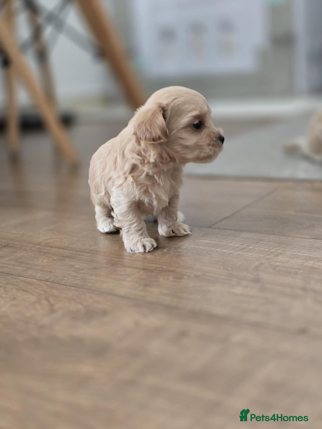 Maltipoo dogs for sale: F1 tiny maltipoo teddies  - Image 15
