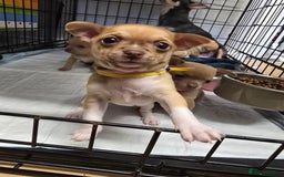 Chihuahua dogs for sale: Chihuahua pedigree pups. Not KC. - Image 18