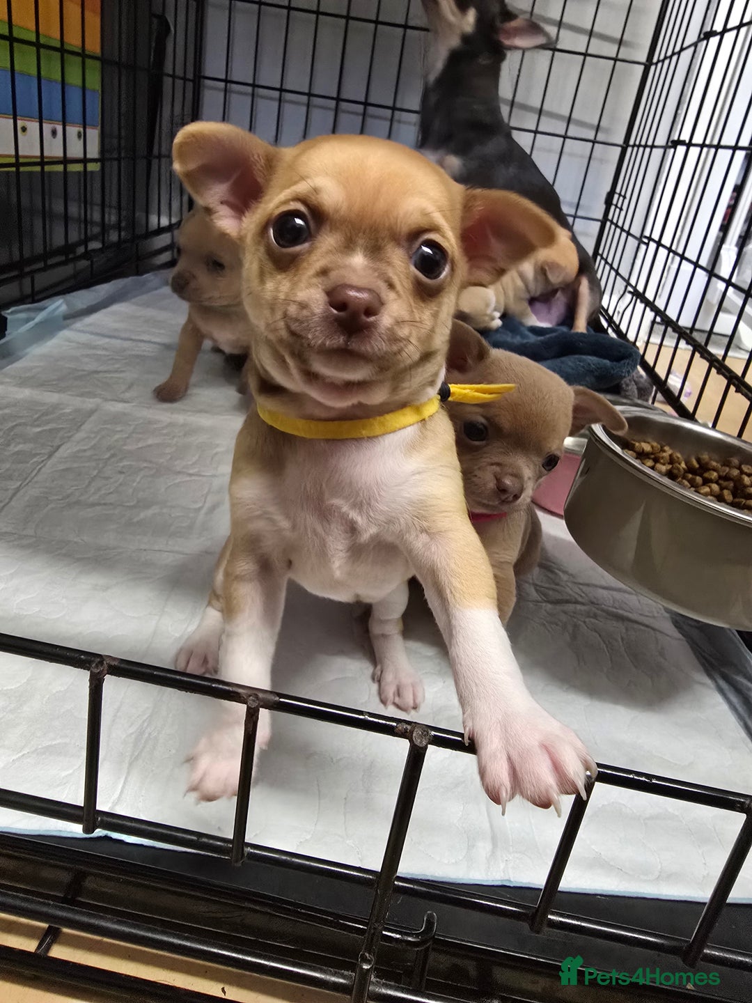 Chihuahua dogs for sale: Chihuahua pedigree pups. Not KC. - Image 18