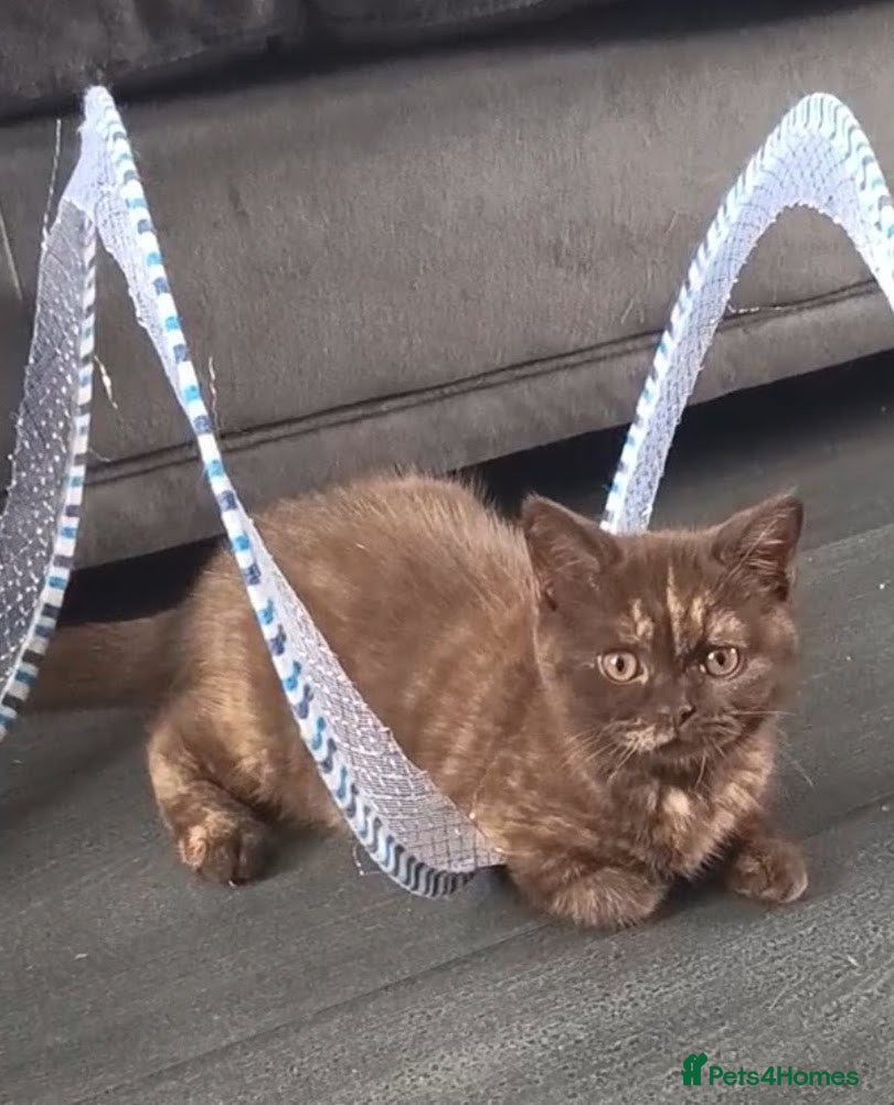 British Shorthair cats Beautiful GCCF Active Female - Advert 5