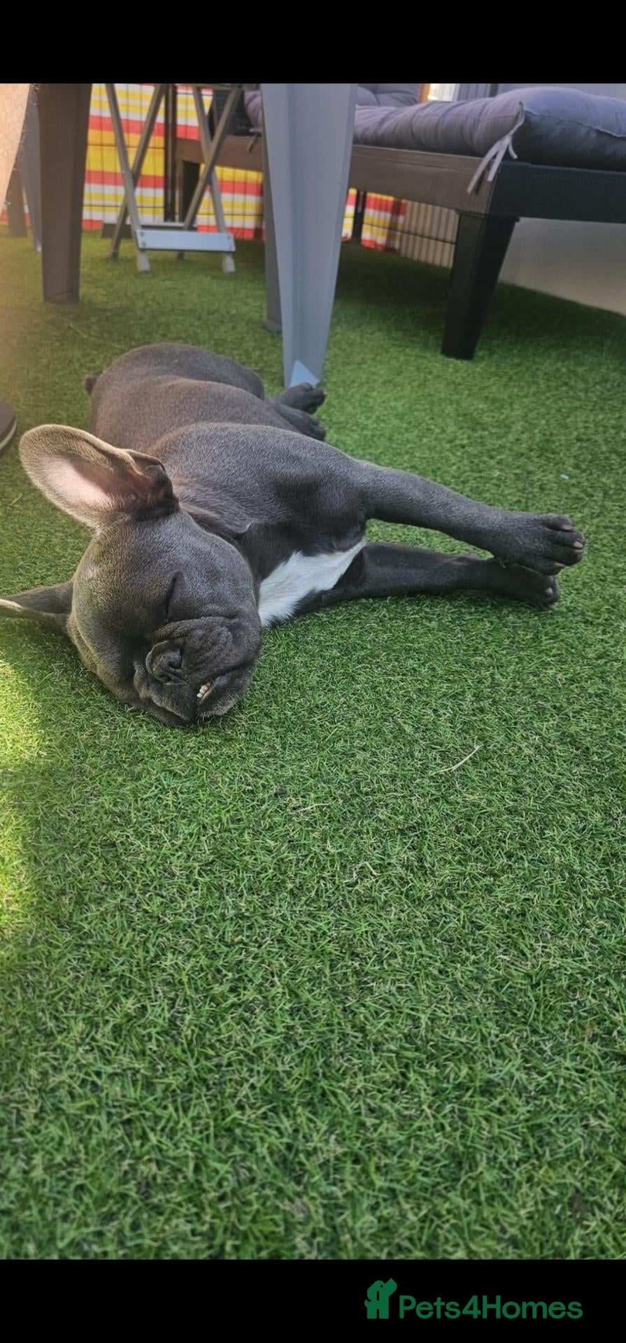 French Bulldog dogs Chloe french bull dog 6 months old kc registered - Advert 1