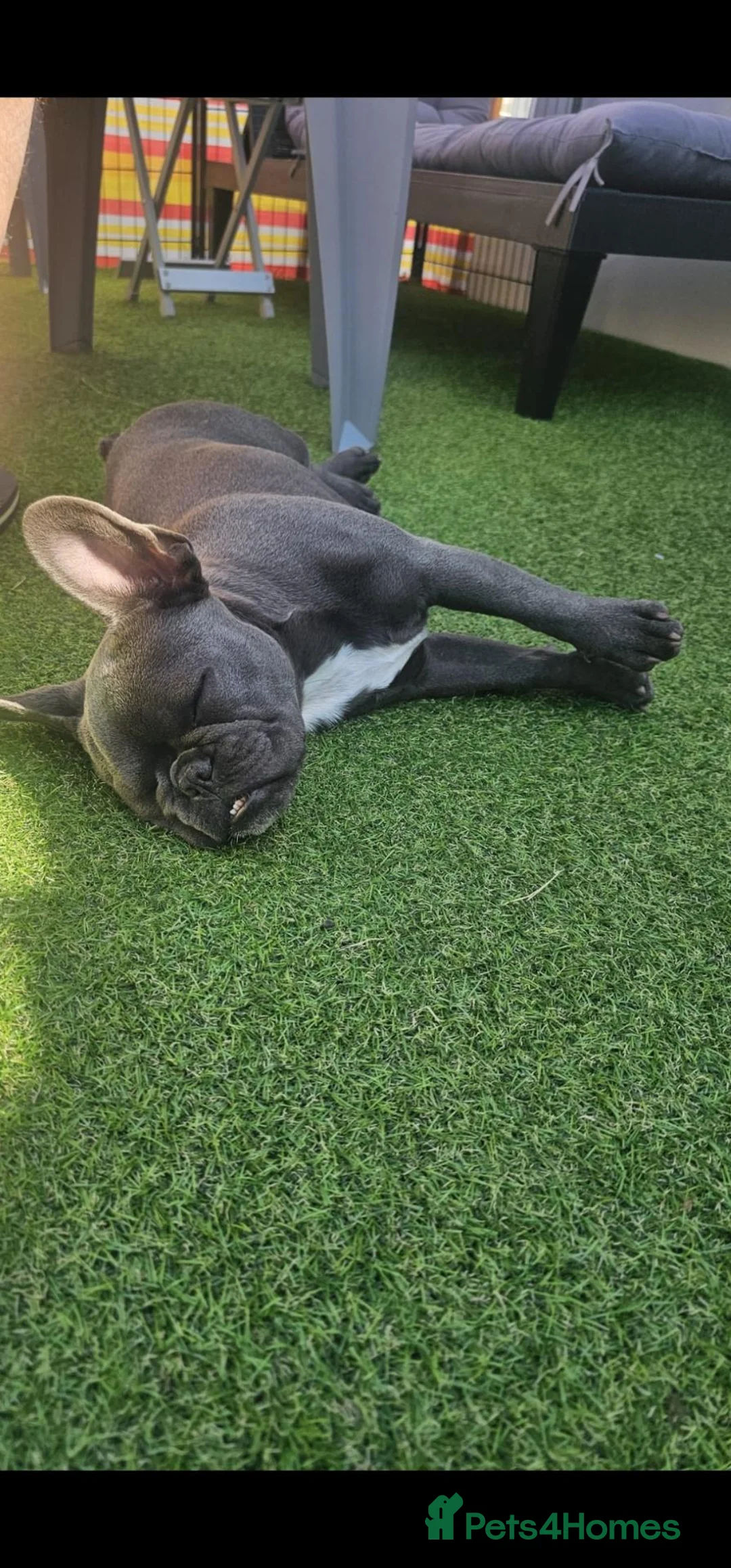 French Bulldog dogs for sale: Chloe french bull dog 6 months old kc registered in Stratford-upon-Avon - Advert 1