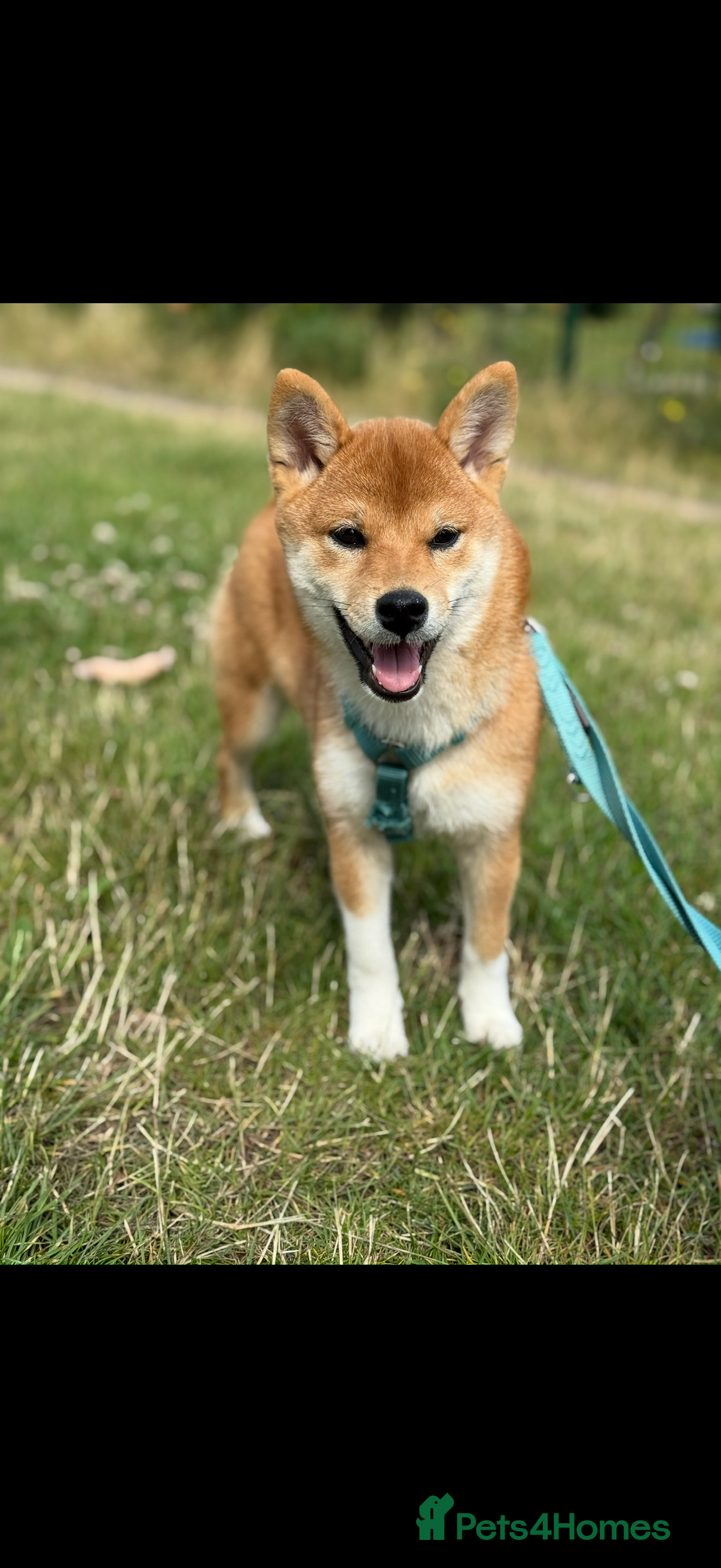 Japanese Shiba Inu dogs KCI Registered Full Pedigree Shiba Inu Champ - Advert 11