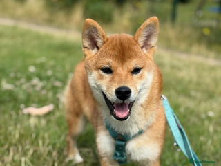 Japanese Shiba Inu dogs KCI Registered Full Pedigree Shiba Inu Champ - Advert 4
