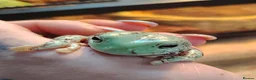 Frog reptiles for sale: Tropical white tree frogs  - Advert 4