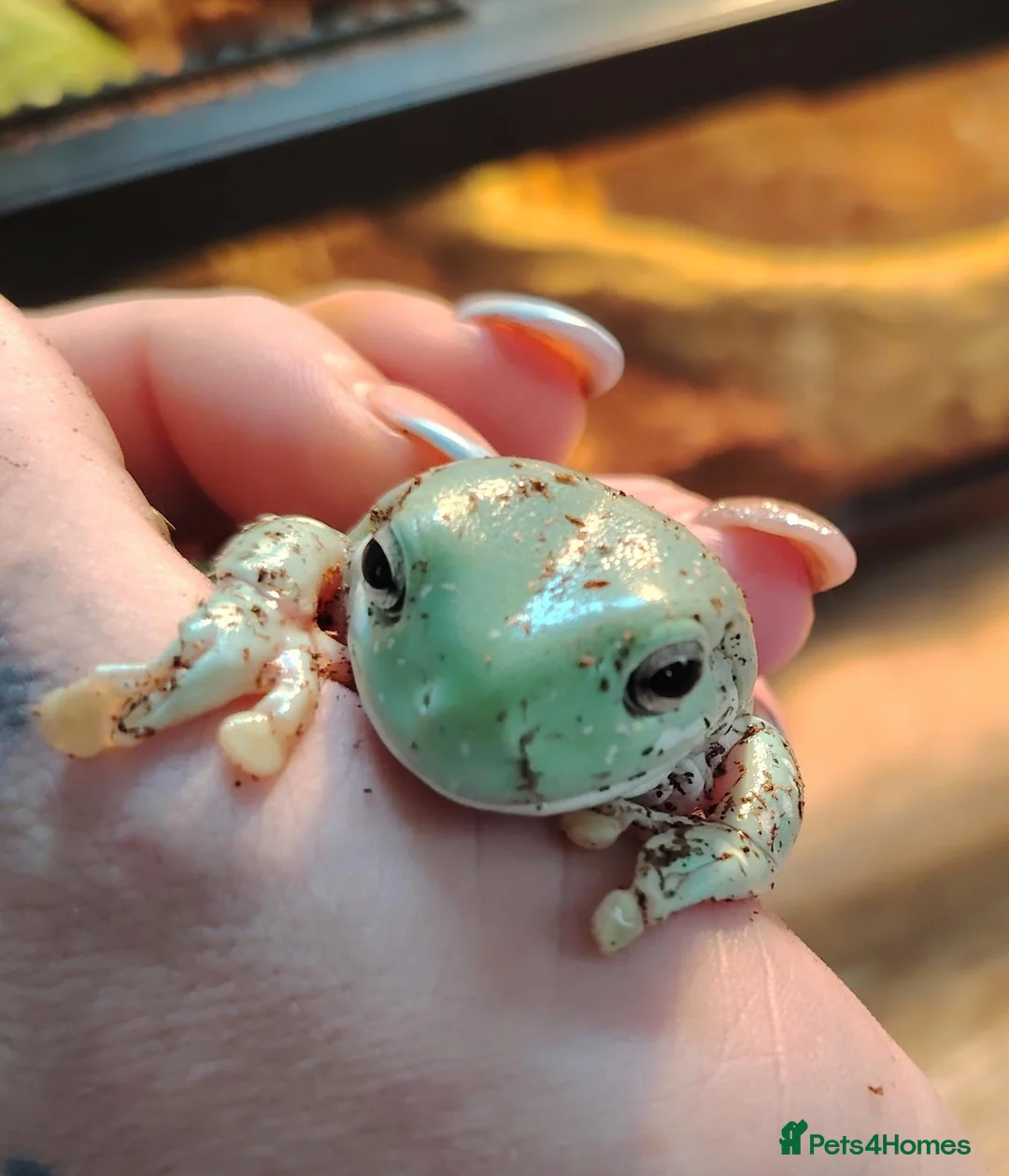 Frog reptiles for sale: Tropical white tree frogs  - Advert 4