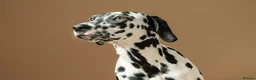 Dalmatian dogs for sale: KC Registered Dalmatian Pups Due 18th March - Advert 1