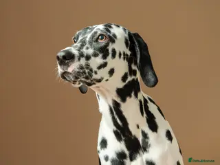 Dalmatian dogs KC Registered Dalmatian Pups Due 18th March - Advert 2