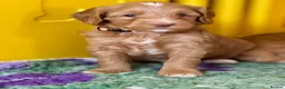 Australian Labradoodle dogs for sale: Fantastic breeding! Canadian & Australian lines - Advert 23