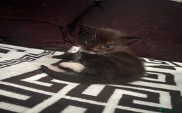Mixed Breed cats for sale: Toxido kittens  - Image 9