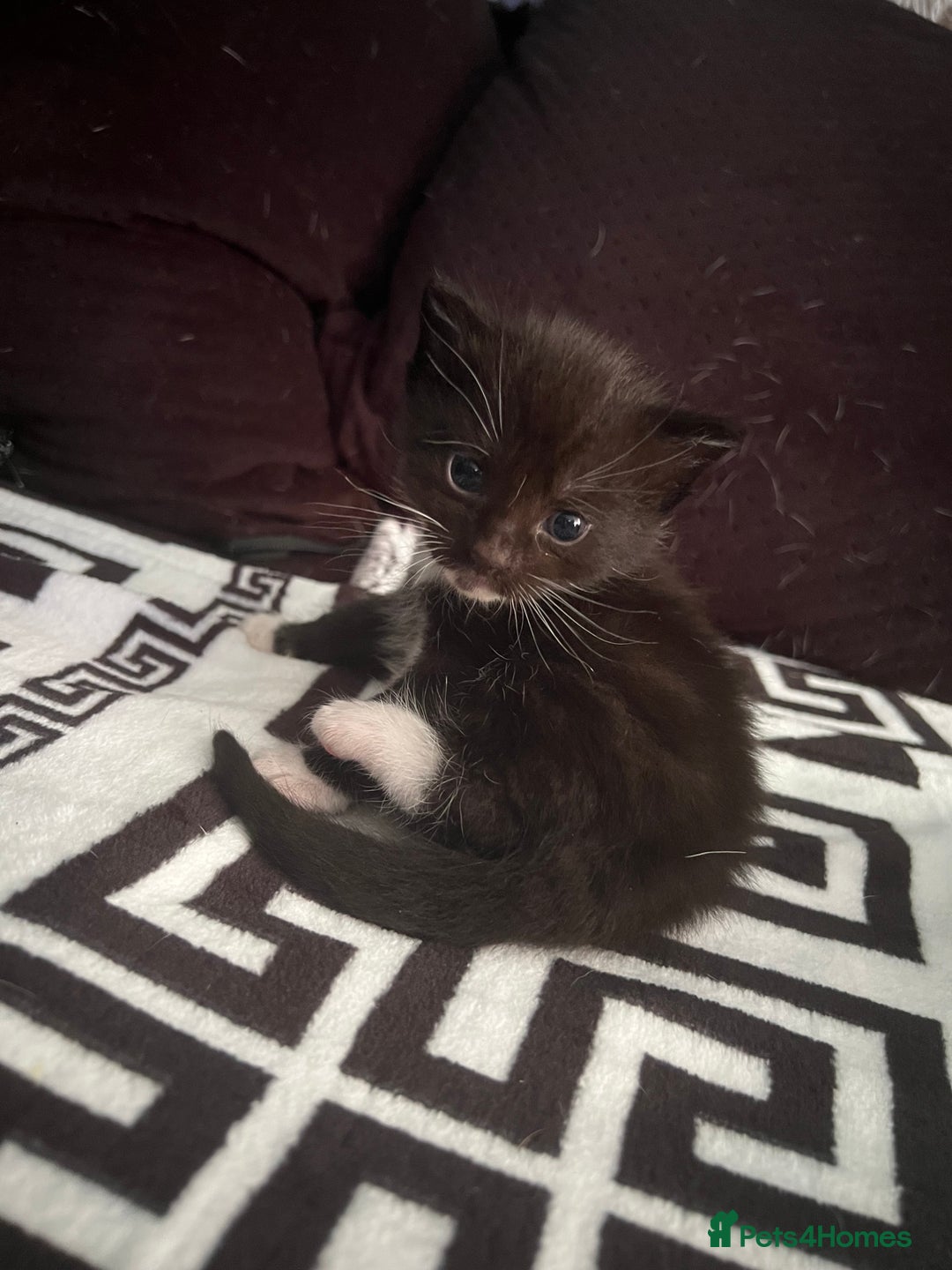 Mixed Breed cats for sale: Toxido kittens  - Image 9