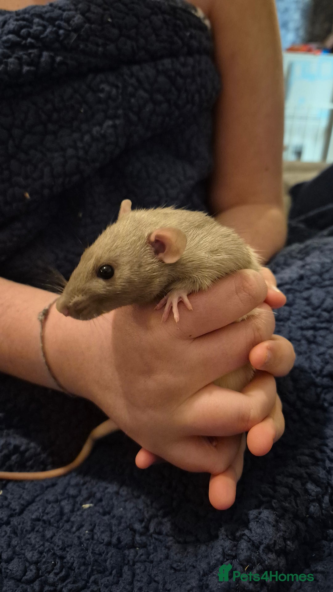 Rat rodents for sale: 2 young male rats  - Advert 3