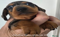 Miniature Dachshund dogs for sale: KC Registered shorthaired minature Daschunds pups - Image 9