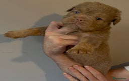 Olde English Bulldogge dogs for sale: Olde English bulldog puppies - Image 3
