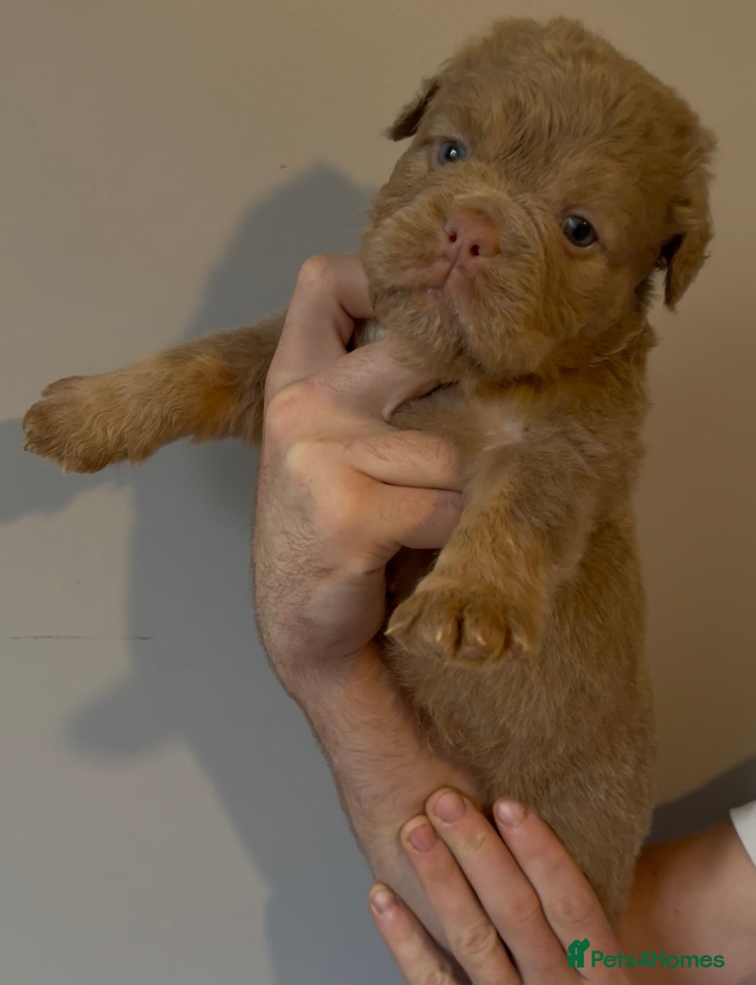 Olde English Bulldogge dogs for sale: Olde English bulldog puppies - Image 3