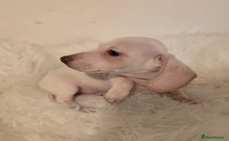 Miniature Dachshund dogs - Advert 14