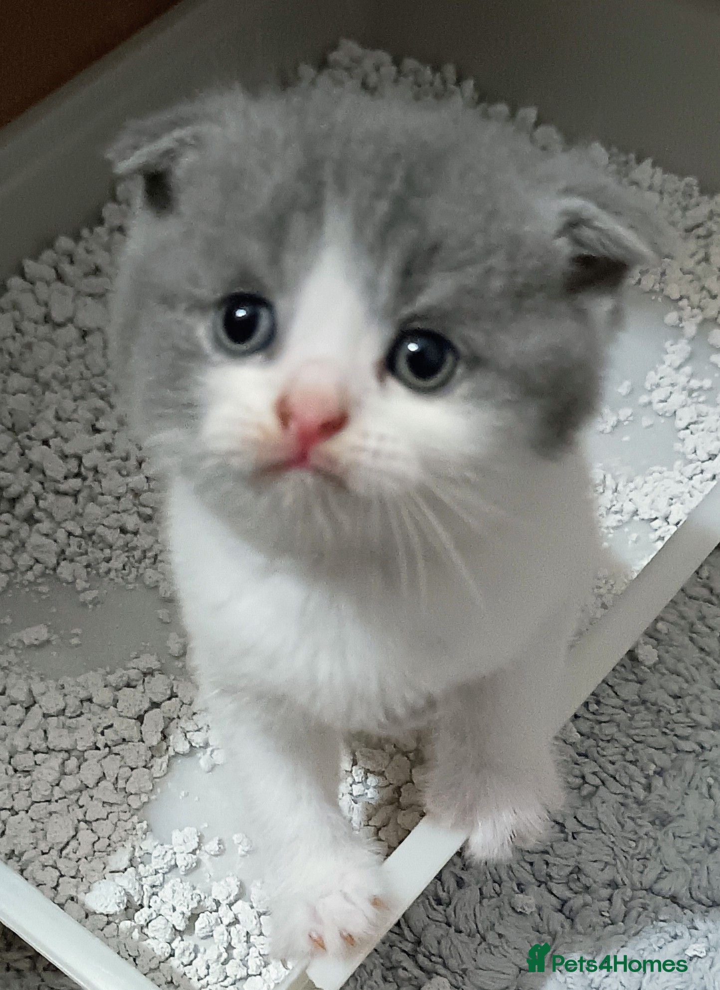 Scottish Fold cats Beautiful kittens - Advert 1