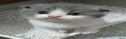 Scottish Fold cats for sale: Beautiful kittens - Advert 1