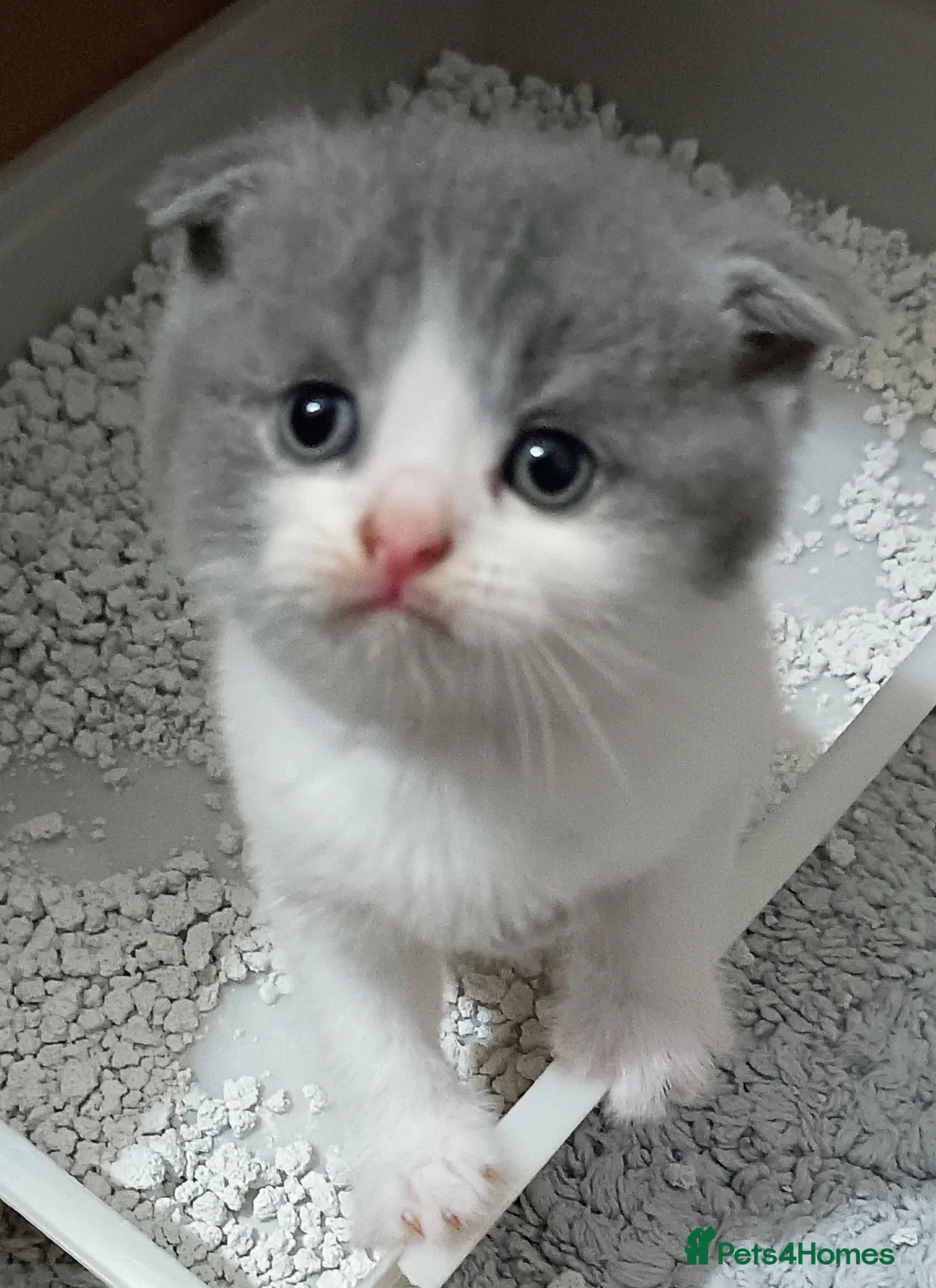 Scottish Fold cats for sale: Beautiful kittens - Advert 1
