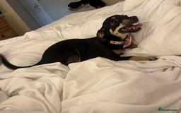 Dachshund dogs for sale: Adult chewinee girl - Image 4