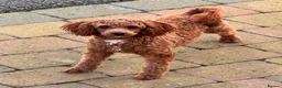 Toy Poodle dogs for sale: Beautiful red toy poodles  - Advert 16