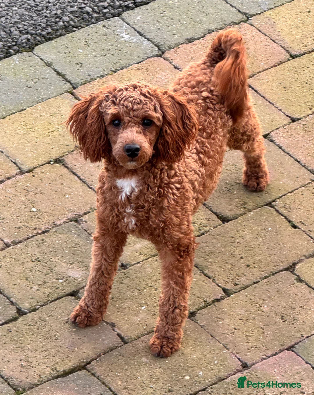 Toy Poodle dogs for sale: Beautiful red toy poodles  - Advert 16