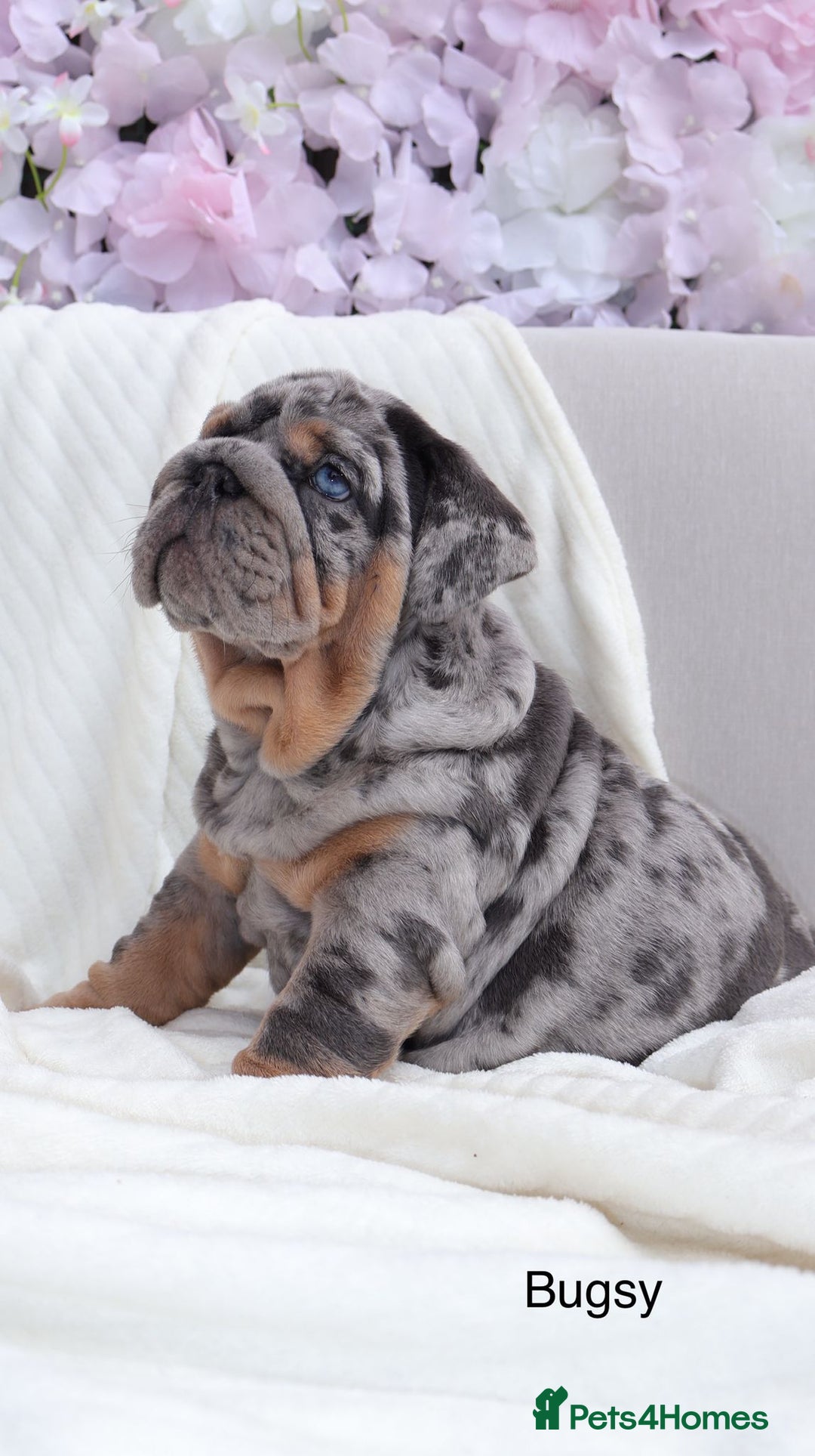 English Bulldog dogs for stud: Bugzy - Advert 8