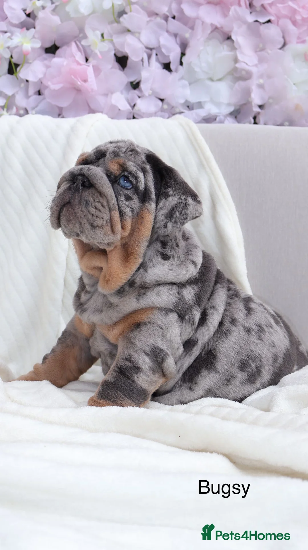 English Bulldog dogs for stud: Bugzy - Advert 9