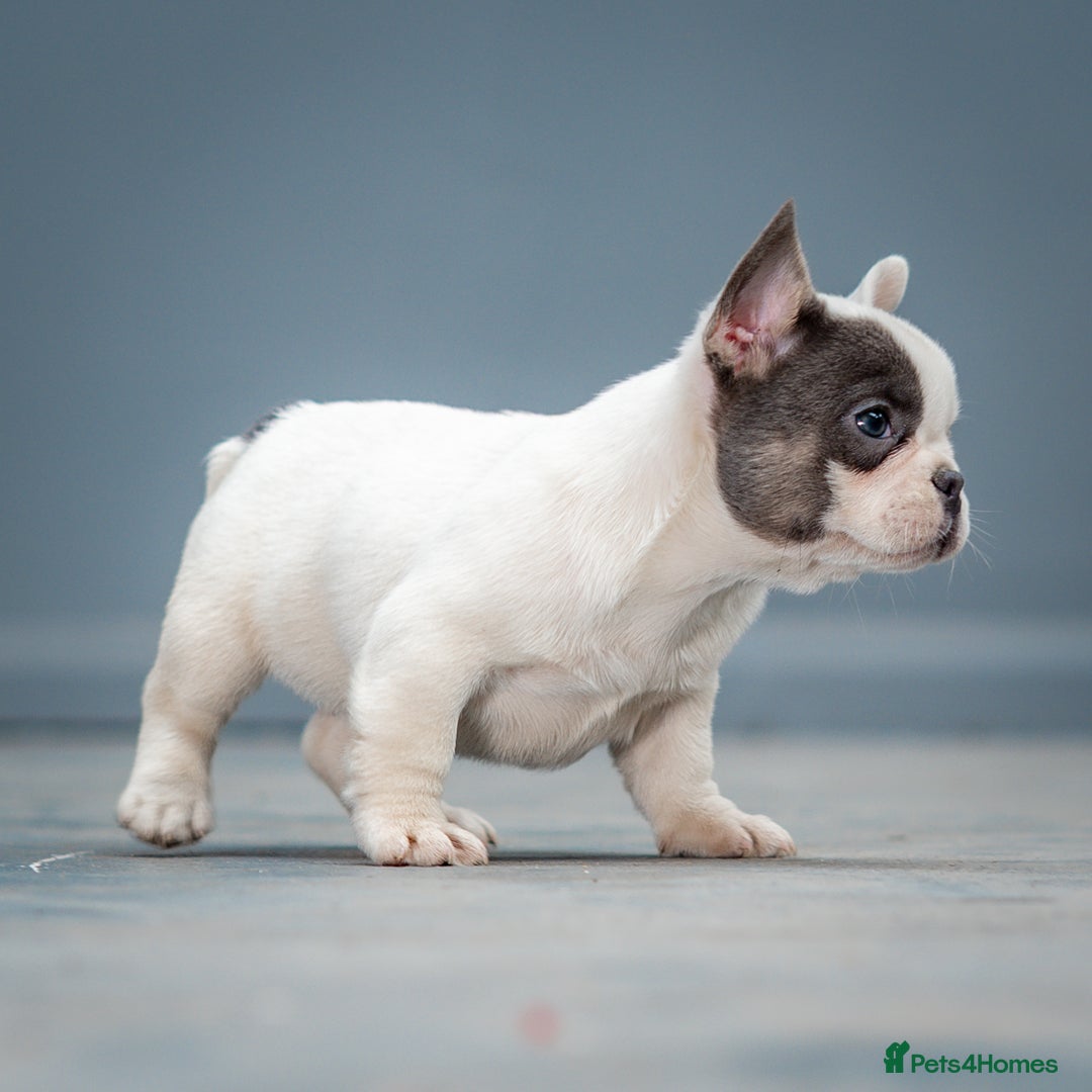French Bulldog dogs for sale: French bulldogs 2 LEFT AVAILABLE  - Image 9