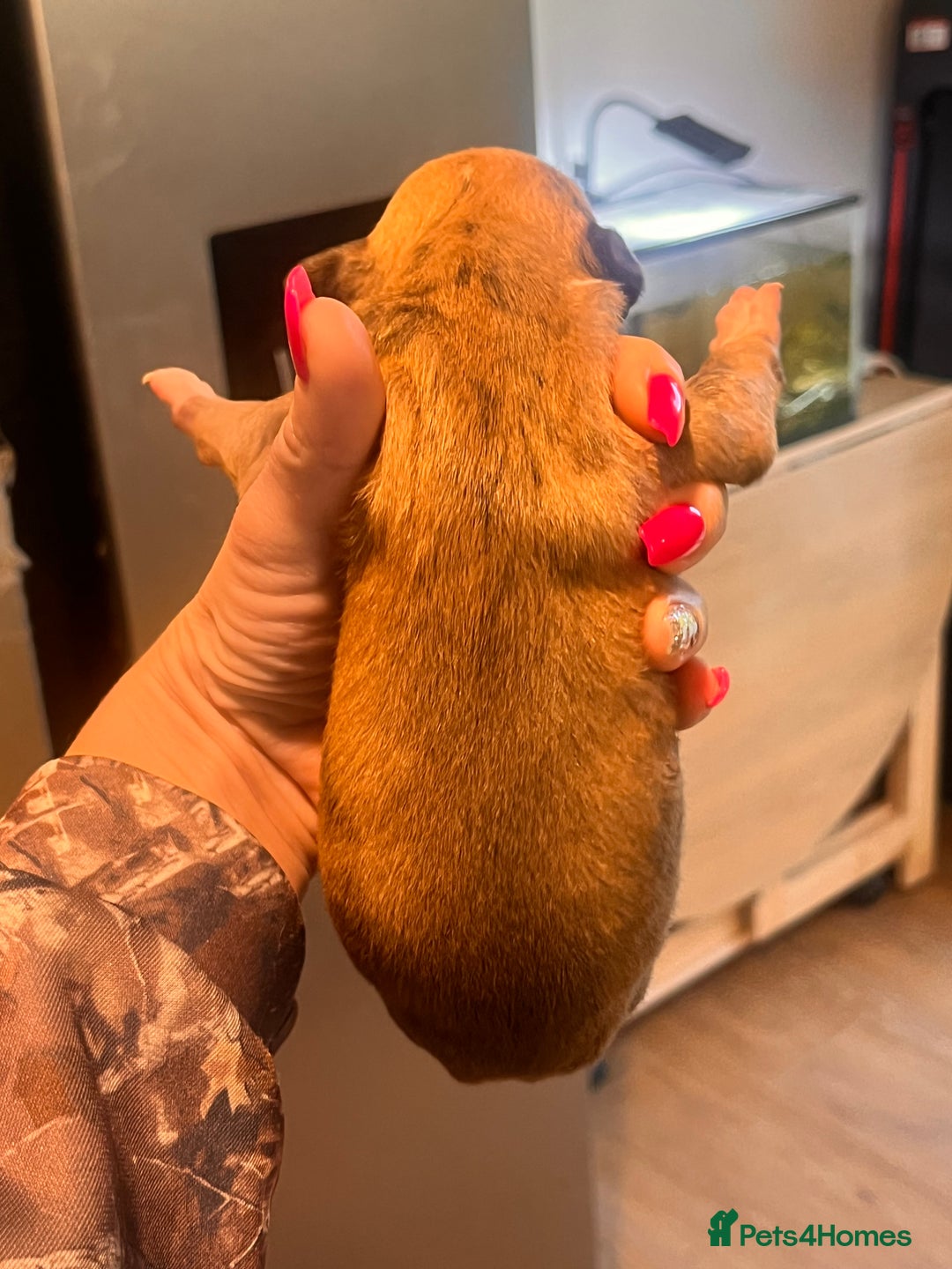 Whippet dogs for sale: Champion KC whippet puppies  - Advert 21