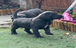Cane Corso dogs for sale: Cane corso puppies  - Image 10