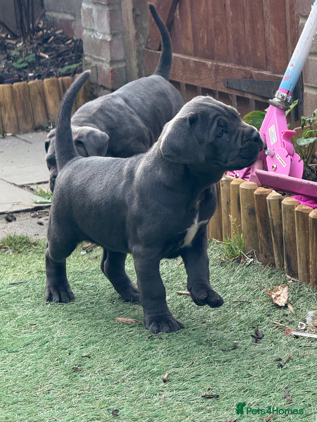 Cane Corso dogs for sale: Cane corso puppies  - Image 10