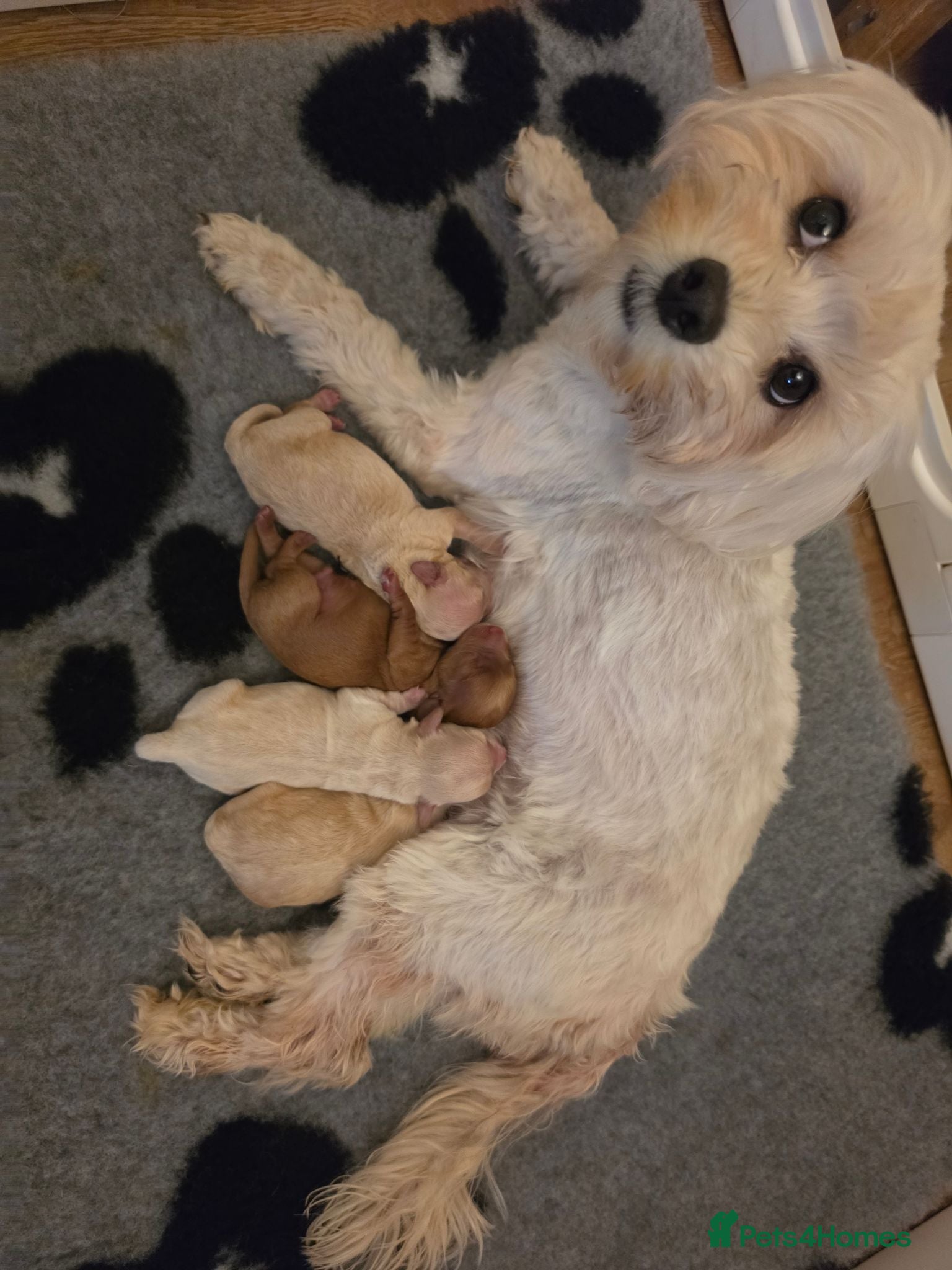 Maltipoo dogs Maltipoo Puppies - Advert 1